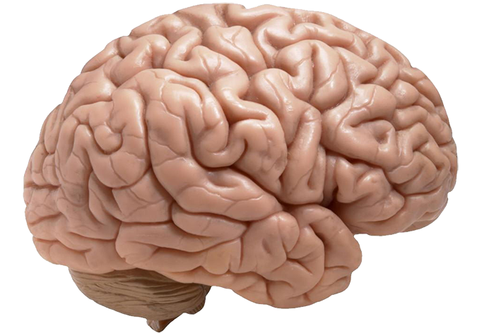 آموزش بیماریهای مغز و اعصاب